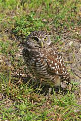 Burrowing Owl